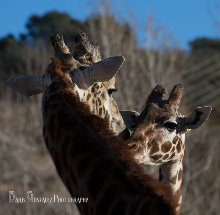 Gingerly Loving Giraffes
