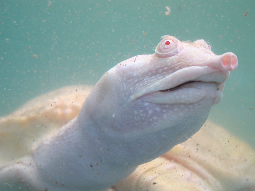 Albino Softshell Turtle