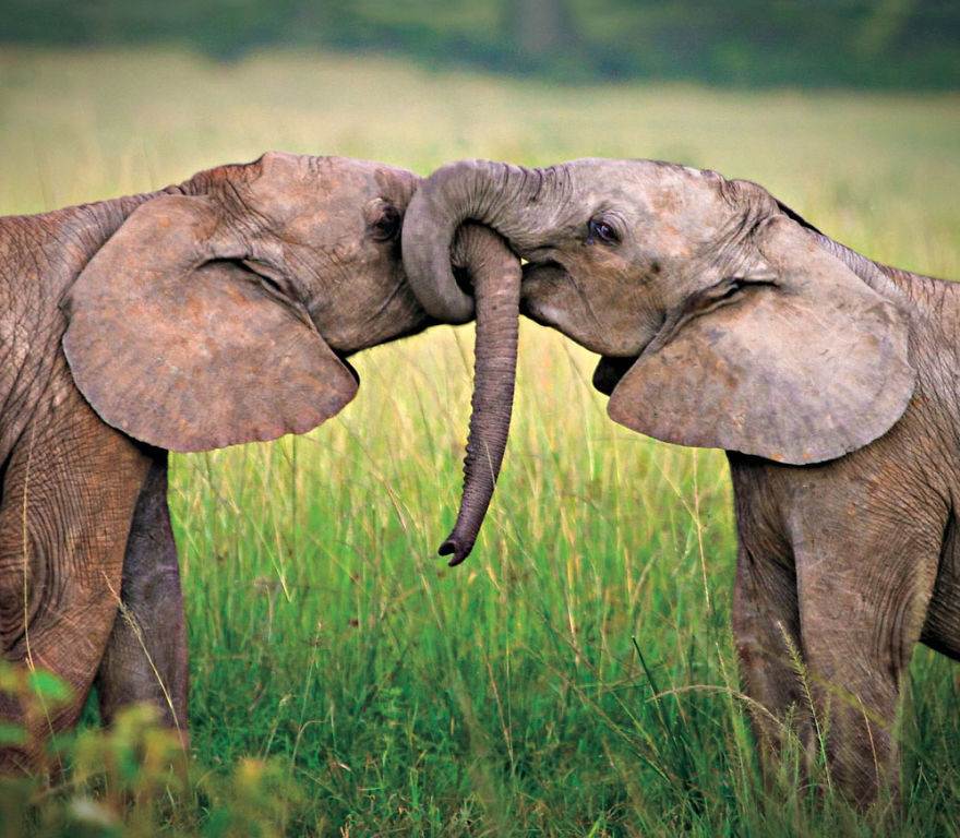 African Elephant Love