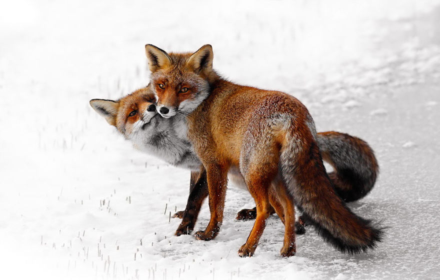 Foxy Love: A Happy Valentine