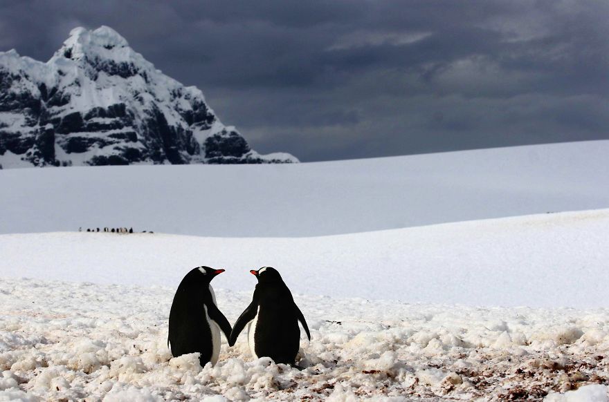 Penguins Walk Hand In Hand