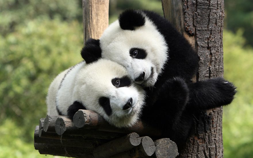 Lovely Pandas Couple