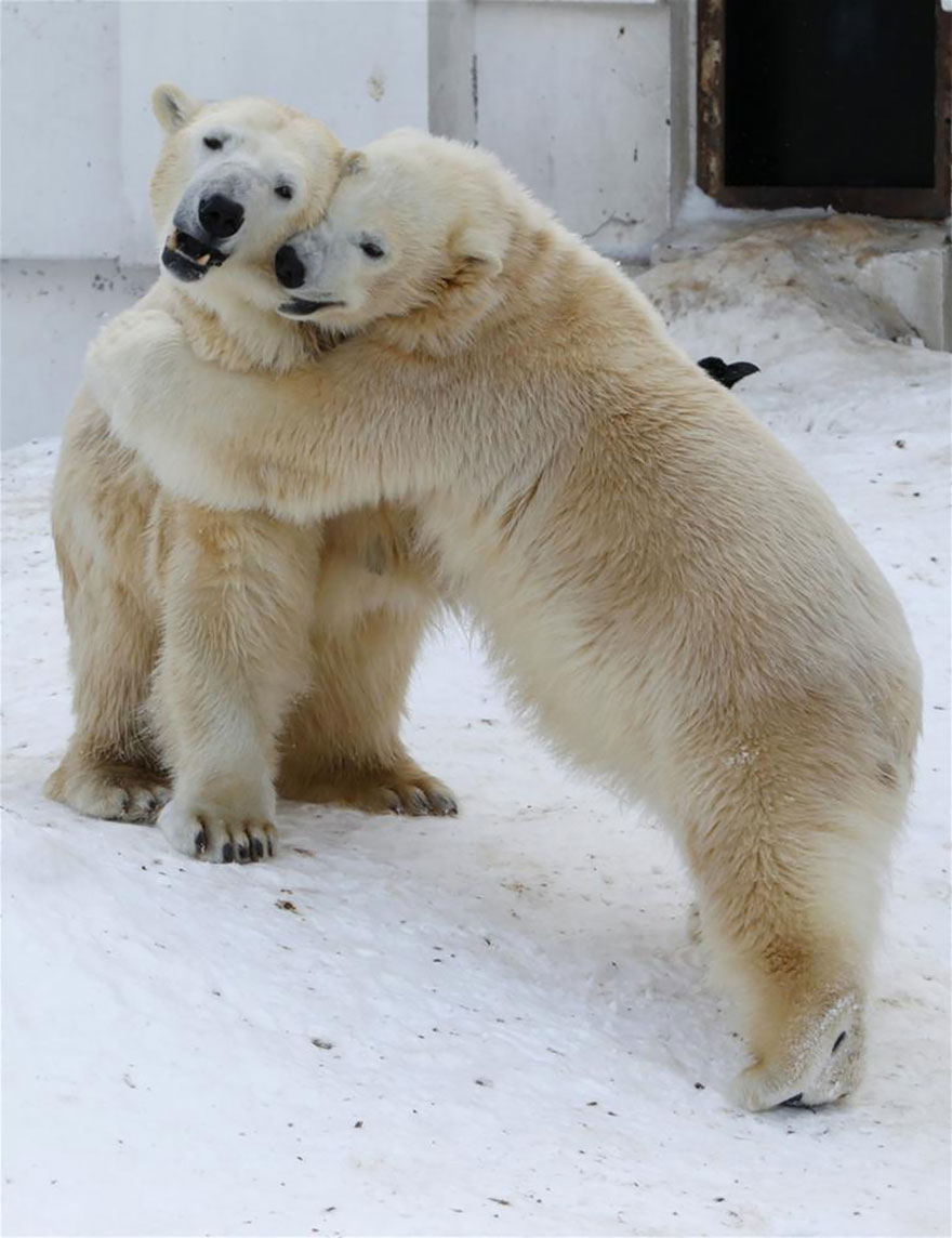 Hugging Polar Bears