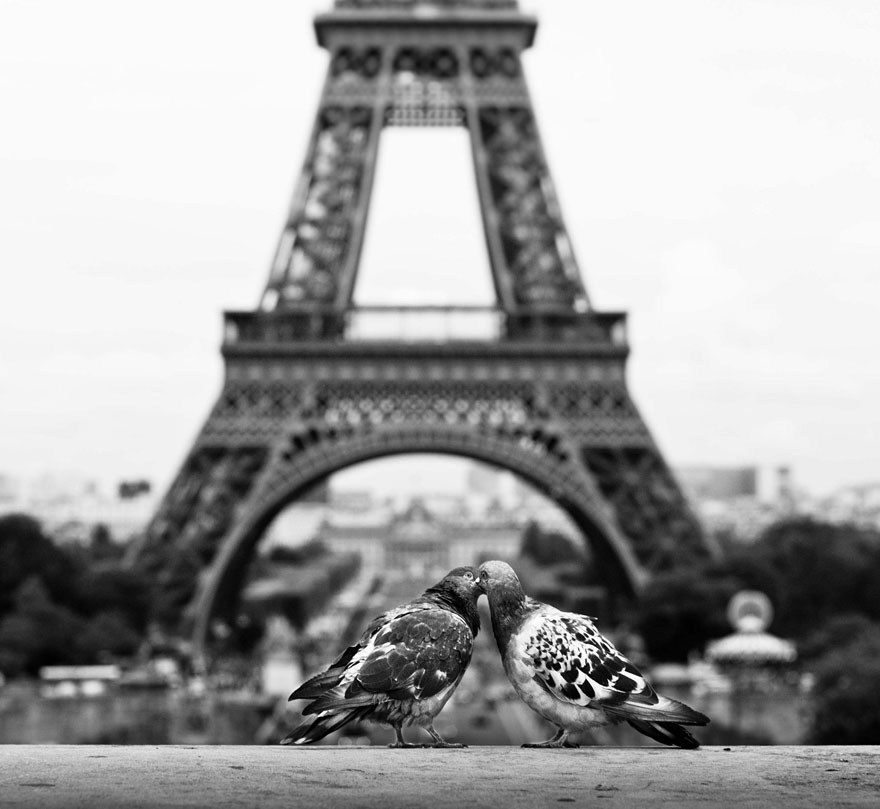 Pigeons In Paris