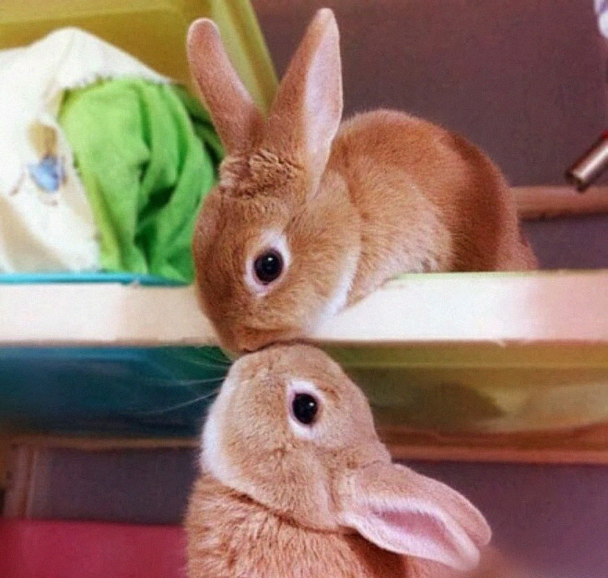 Kissing Bunnies