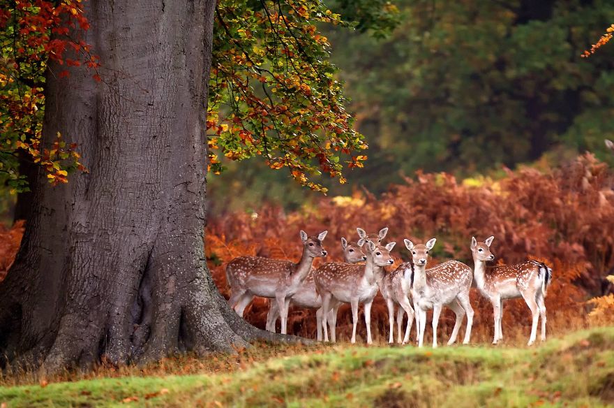 Deers In Autumn