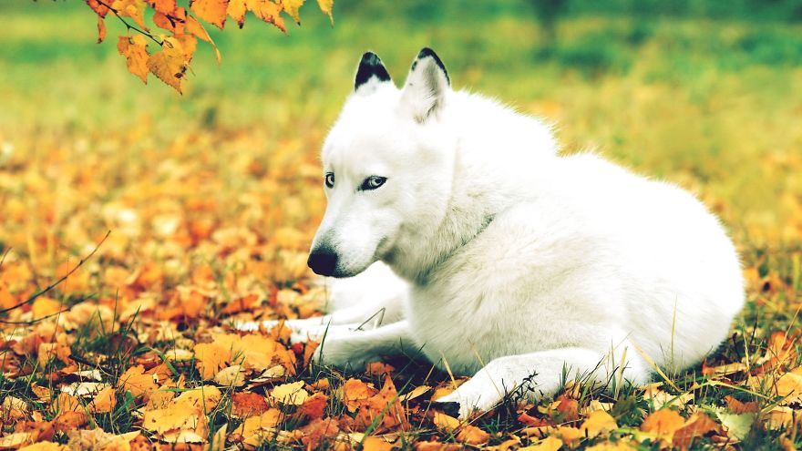 White Dog In Autumn