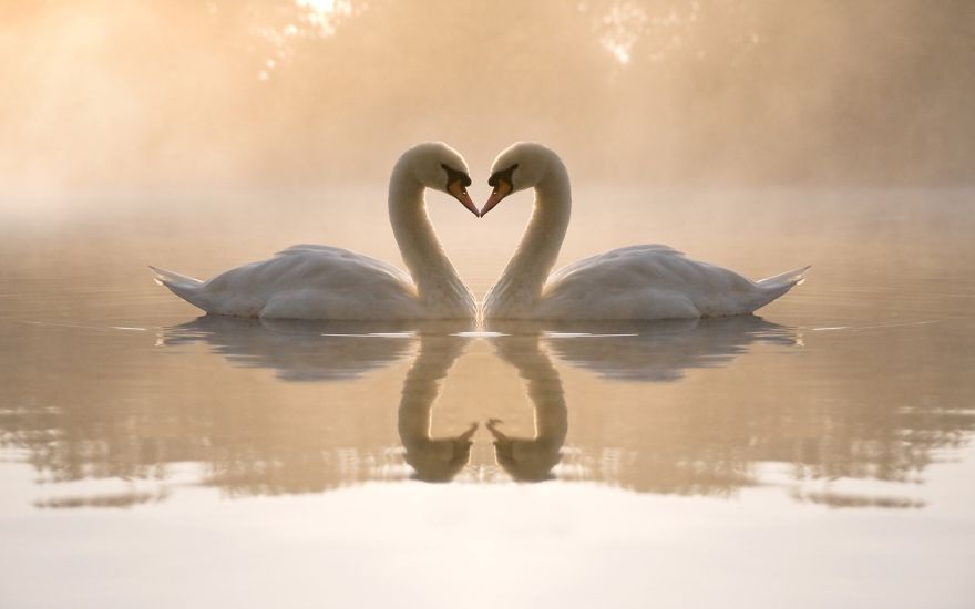 Beautiful Swan Love
