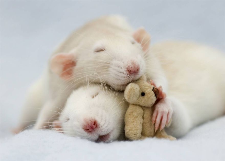 Rat Couple Sleeping
