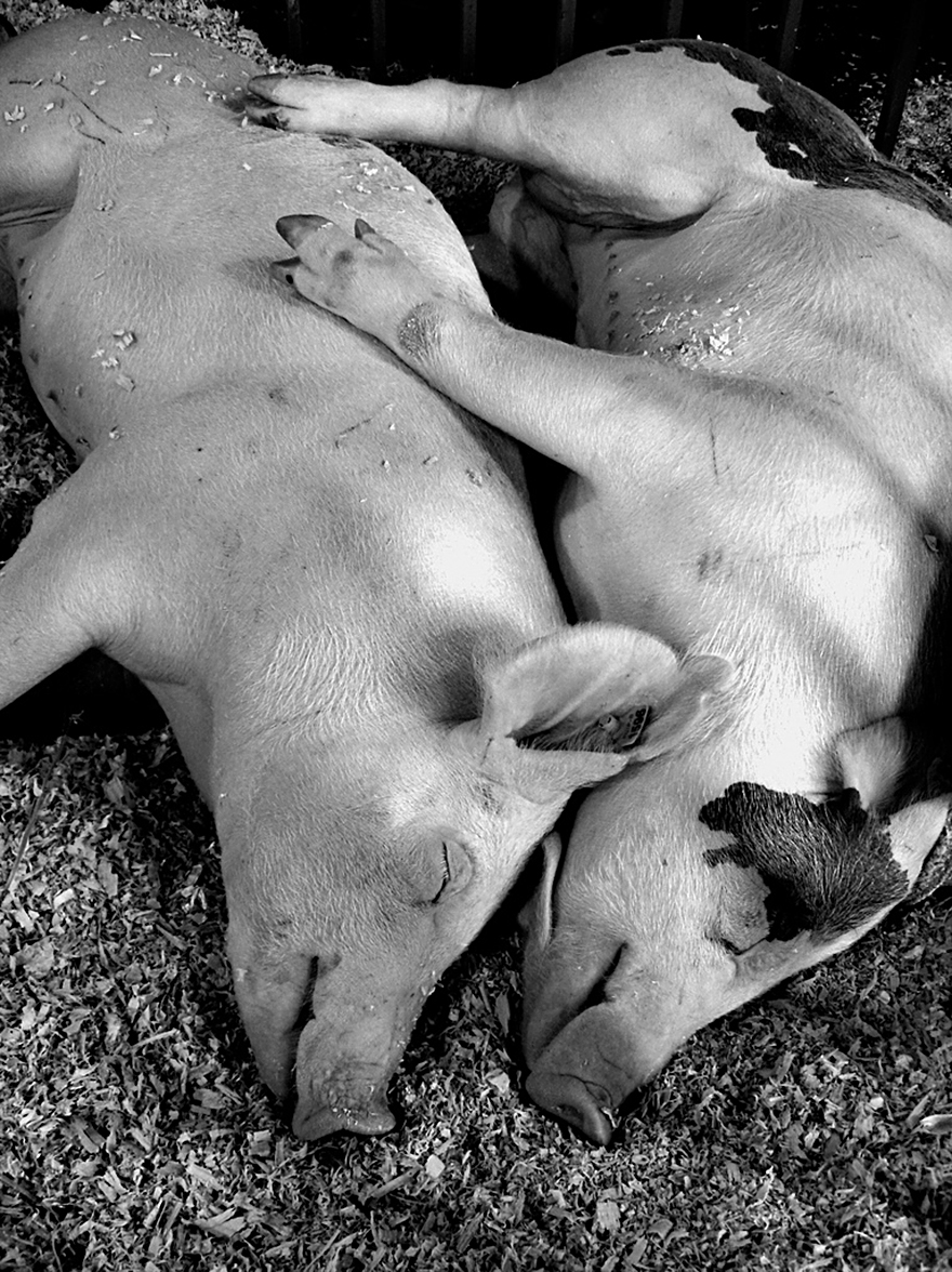 Sleeping Pig Couple