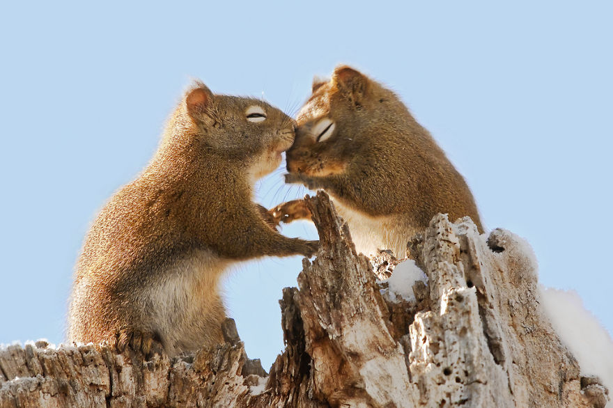 Cute Squirrels Whispering Sweet Nothings