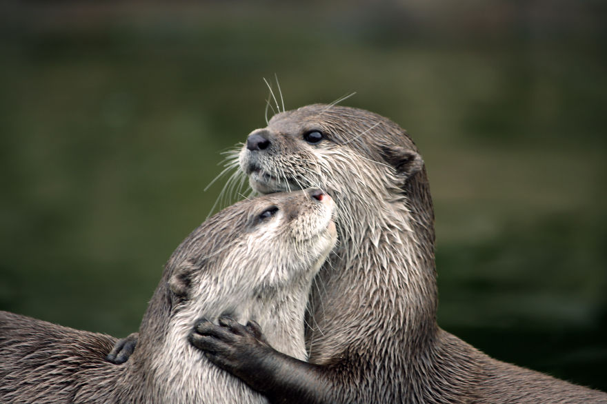 Otters Hugging