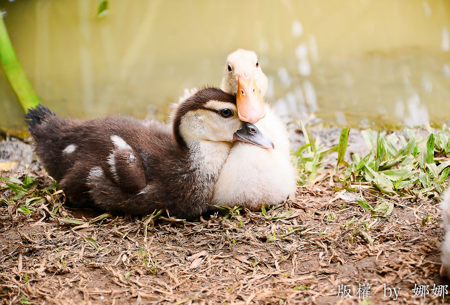 Duck Love