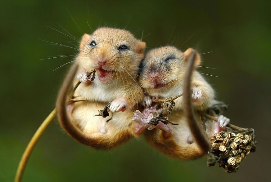 Cute Mice Cuddling