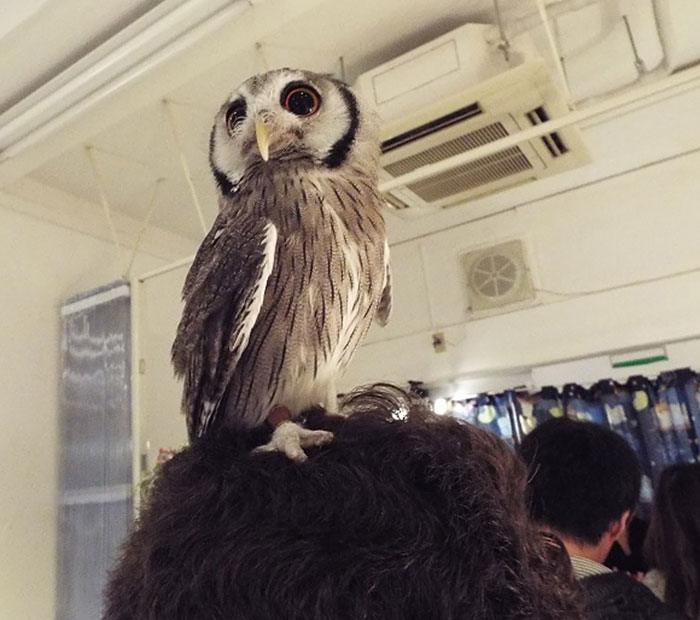 Owl Bar Opening In London To Raise Money For Owl Conservation