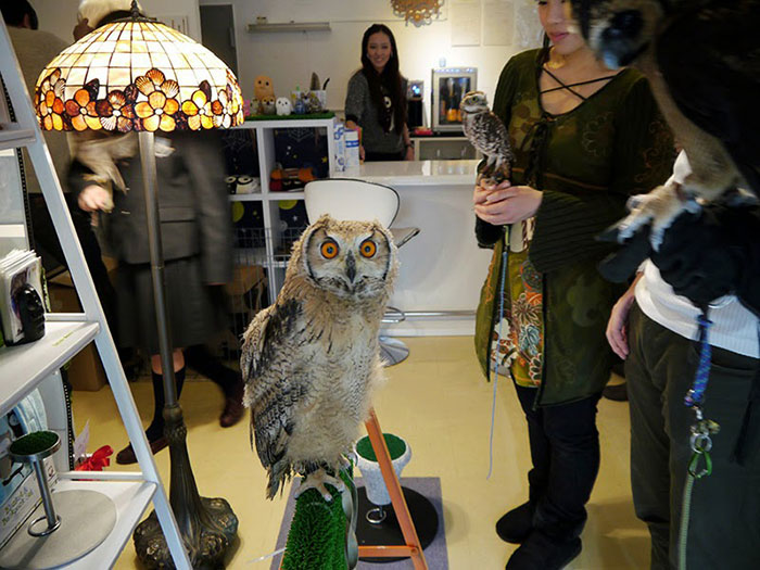 Owl Bar Opening In London To Raise Money For Owl Conservation