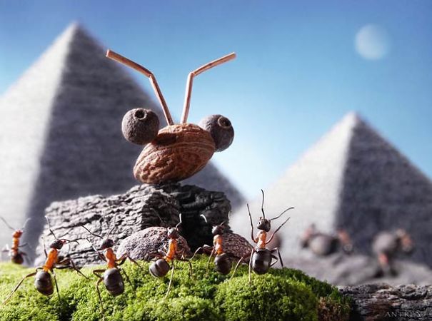 The Secret Life Of Ants