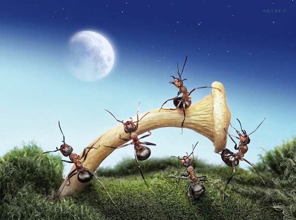 The Secret Life Of Ants