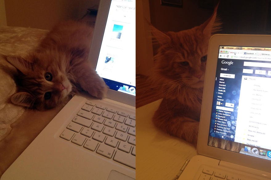 One Year Later - Aris Really Hates This Laptop.