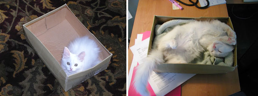 My Cat In His Favourite Box... Then And Now