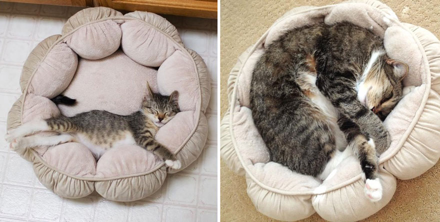 Toby Still Loves His Bed, 4 Years Later