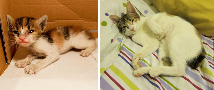 Rescued Cat Now And Then