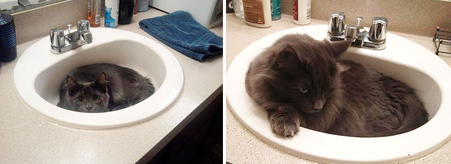 Link In The Sink, Then And Now