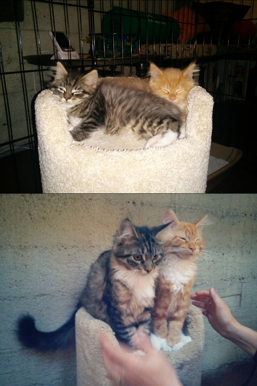 Bertie And Percy Maine Coon Kittens At 9 Weeks And 4 Months Old In The Same Bed.