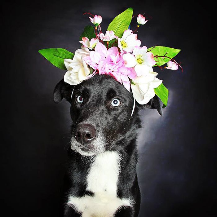 black-dog-portraits-floral-crown-guinnevere-shuster-2