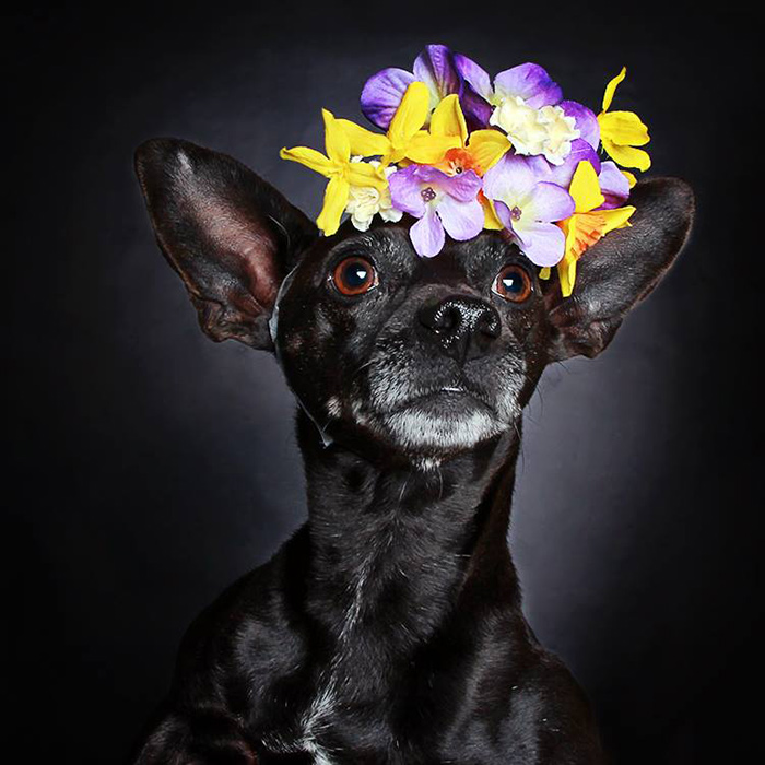 Photographer Helps Often-Overlooked Black Dogs Get Adopted With Beautiful Portraits