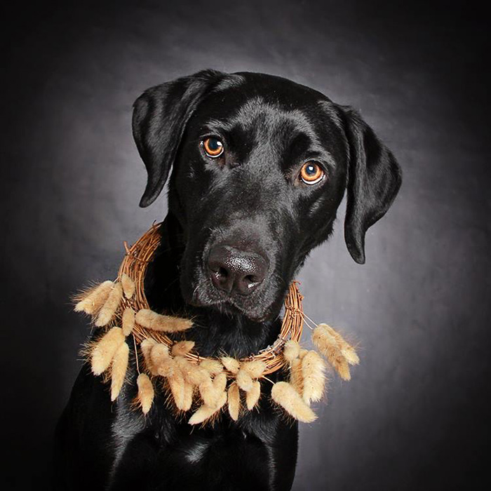 Photographer Helps Often-Overlooked Black Dogs Get Adopted With Beautiful Portraits