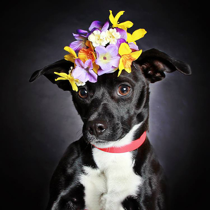 black-dog-portraits-floral-crown-guinnevere-shuster-6