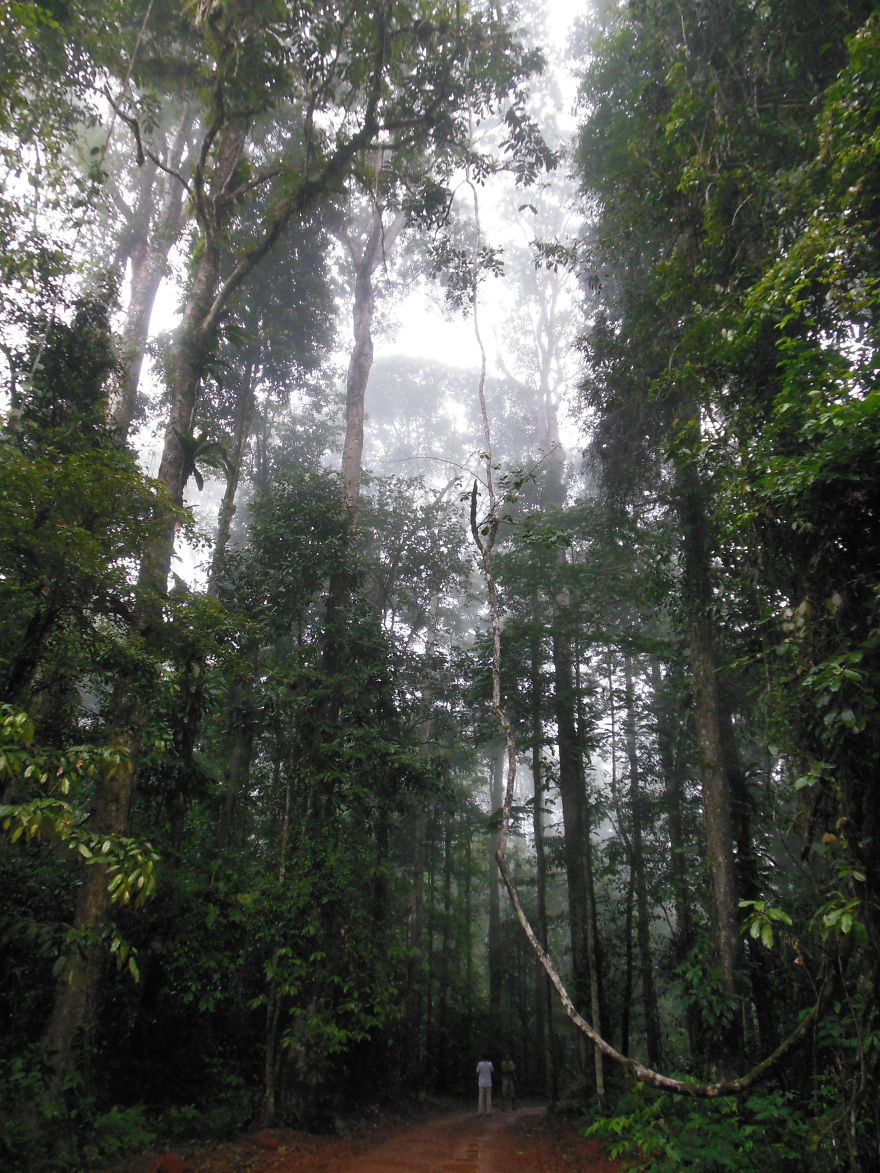 Brownsberg Nationalpark, Suriname, South America