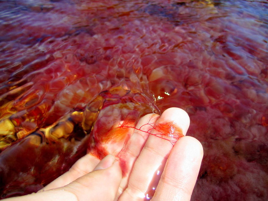 Ca&ntilde;o Cristales River
