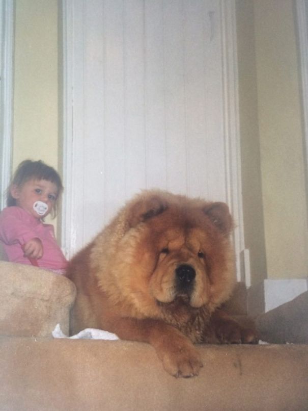 Chow Chow Protecting His Child