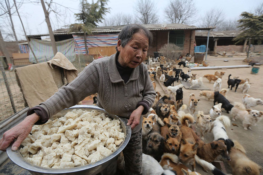china-1300-stray-dog-shelter-wang-yanfang-2