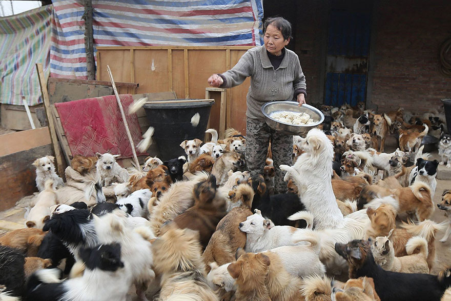 Every Day, These Elderly Chinese Women Wake Up At 4AM To Feed 1,300 Stray Dogs