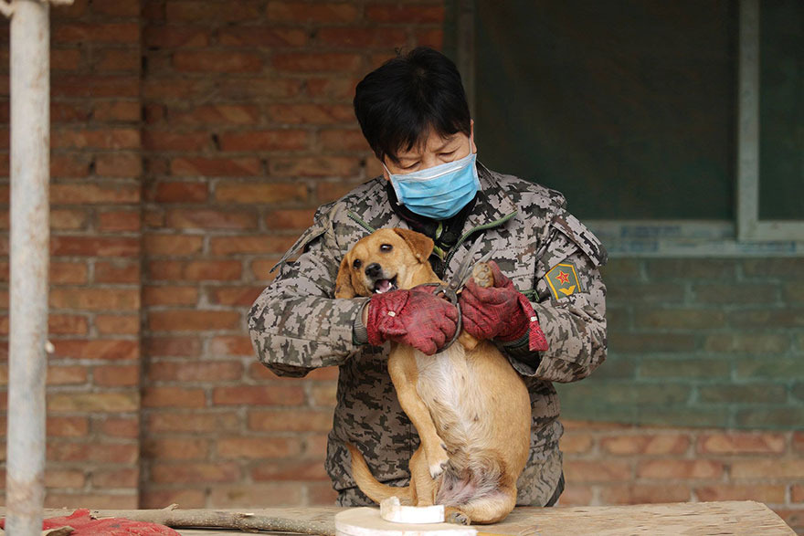 china-1300-stray-dog-shelter-wang-yanfang-5