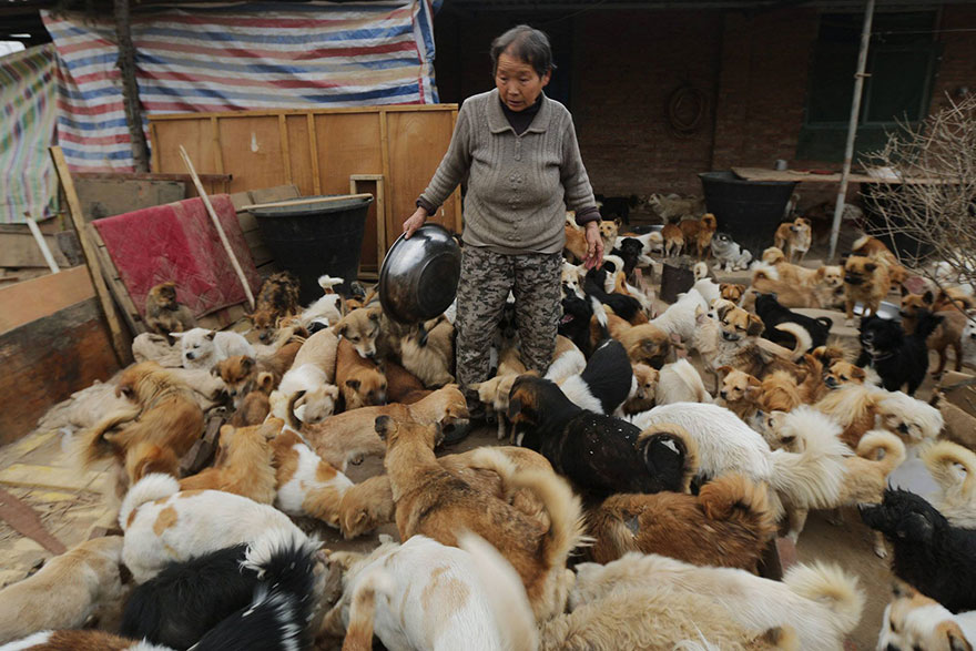 Every Day, These Elderly Chinese Women Wake Up At 4AM To Feed 1,300 Stray Dogs