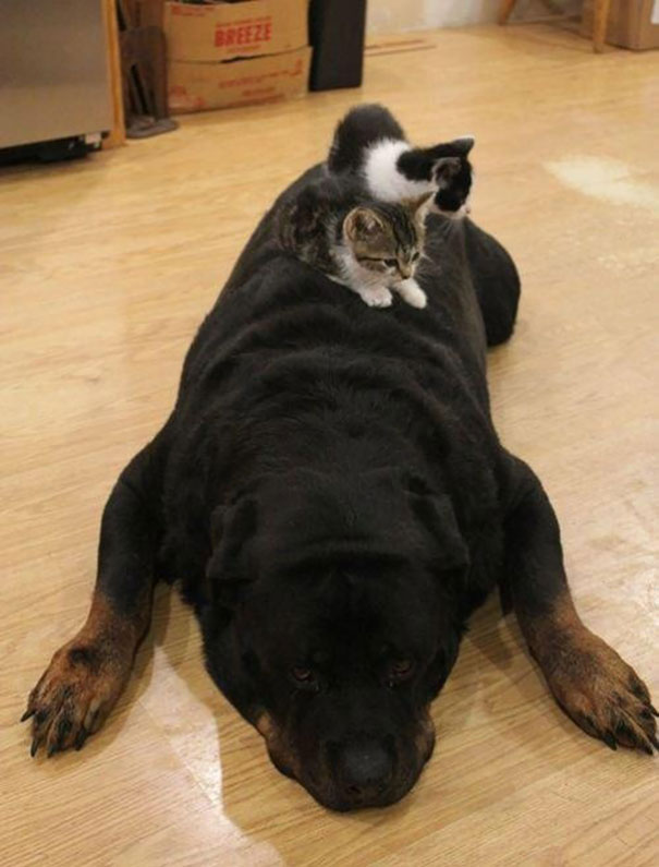 Cats Using Dog As A Pillow