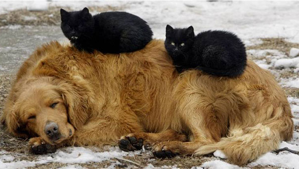Cats Using Dog As A Pillow