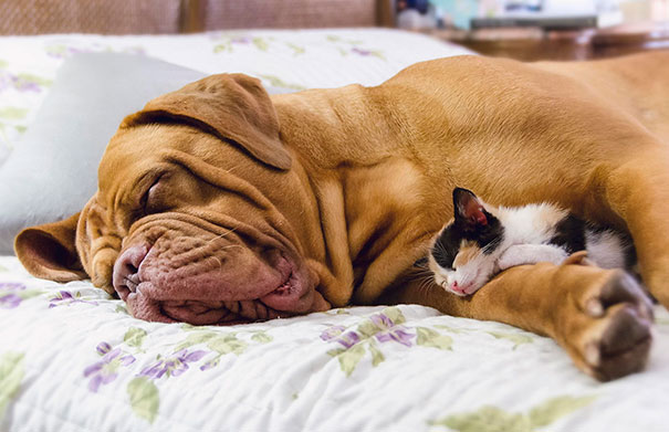 Cat Using Dog As A Pillow
