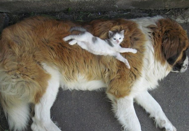 Cat Using Dog As A Pillow