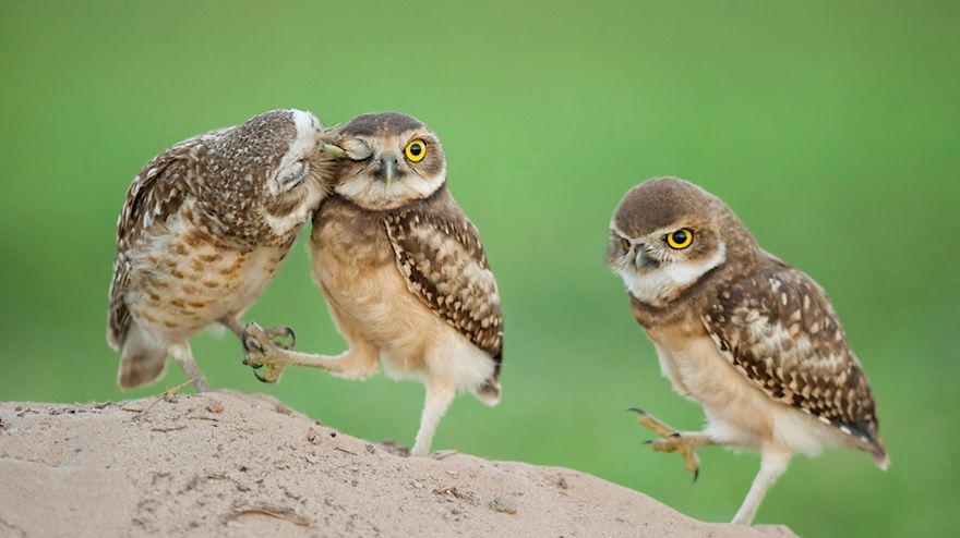 Cute Owl Trio