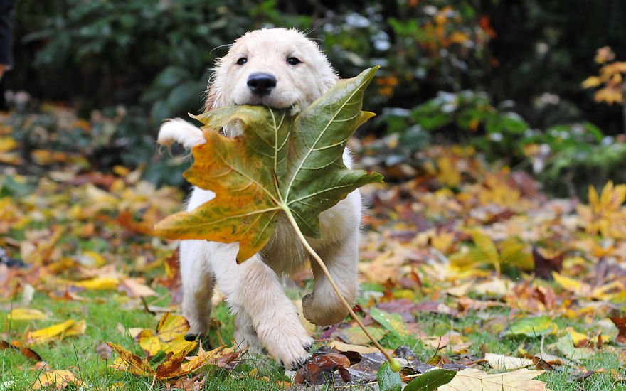 Happy Puppy Im Autumn
