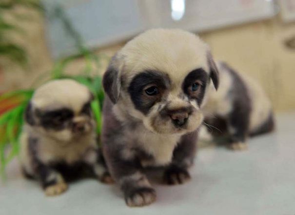 Puppies That Look Like Panda Bears :d