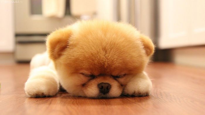Cutie