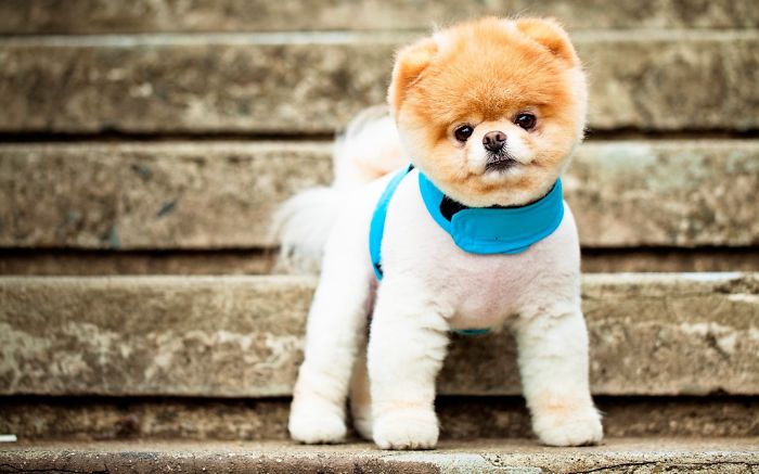 Cute Pomeranian