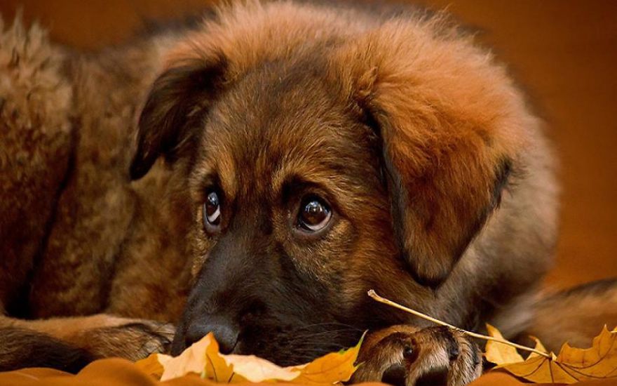 Cute Puppy In Autumn