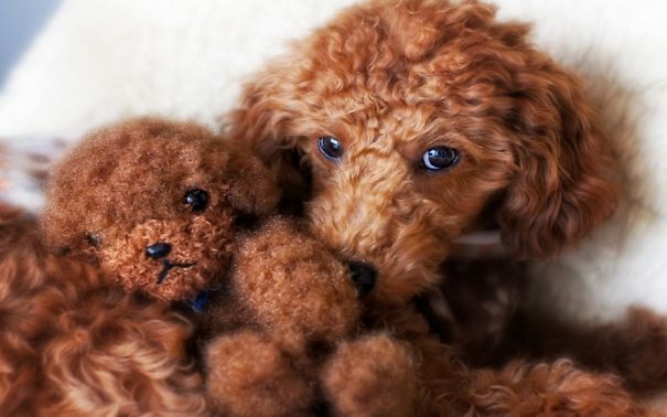 Poodle And Teddy Bear